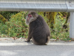 Macaca thibetana