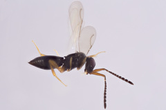 Ceraphronidae