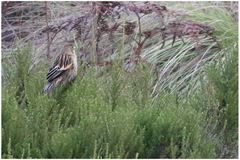 Euplectes psammacromius