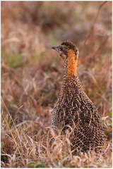 Scleroptila levaillantii