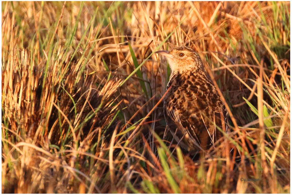 Plateau Lark photo