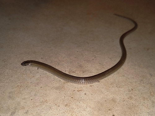 Bresslau's Bachia, Bachia bresslaui