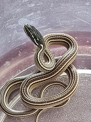 Nuevo Leon Graceful Brown Snake