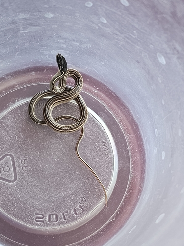 Nuevo Leon Graceful Brown Snake