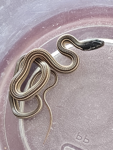 Nuevo Leon Graceful Brown Snake