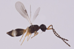Megaspilidae