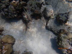 Epinephelus guttatus
