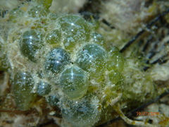 Siphonocladales