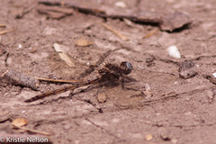 Macrothemis inacuta