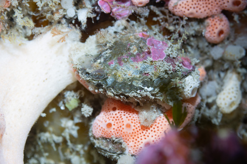 Notosaria nigricans observed 2025-08-27