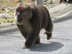Macaca thibetana