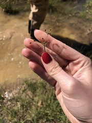 Fimbristylis quinquangularis