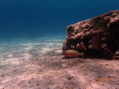 Epinephelus guttatus