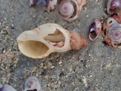 Agnewia tritoniformis