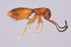 Megaspilidae