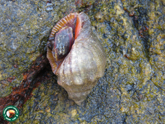 Stramonita brasiliensis