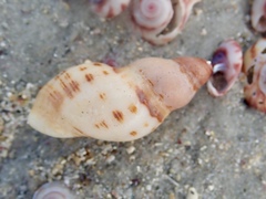 Agnewia tritoniformis