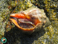 Stramonita brasiliensis