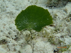 Udotea flabellum