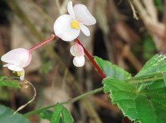 Begonia cucullata
