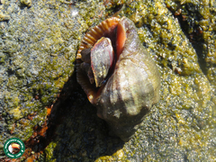 Stramonita brasiliensis