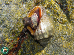 Stramonita brasiliensis