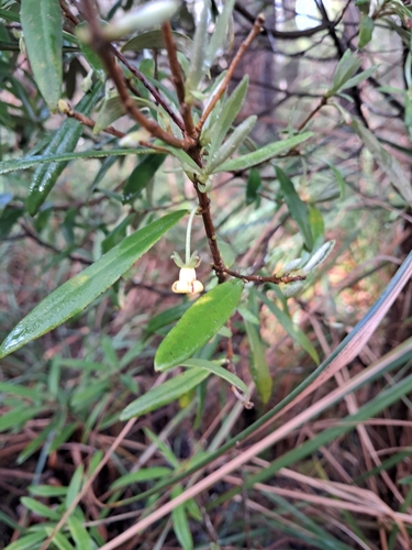 Cheesewood (Pittosporum bicolor)
