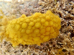 Doris wellingtonensis