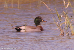 Anas platyrhynchos × Mareca strepera