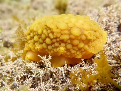 Doris wellingtonensis