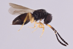 Ceraphronidae
