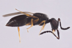 Ceraphronidae