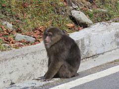 Macaca thibetana