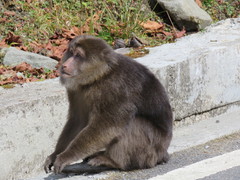 Macaca thibetana