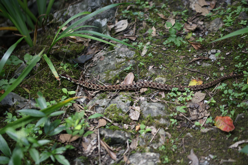 Big-eyed Bamboo Snake