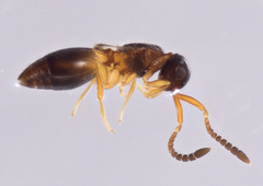 Ceraphronoidea
