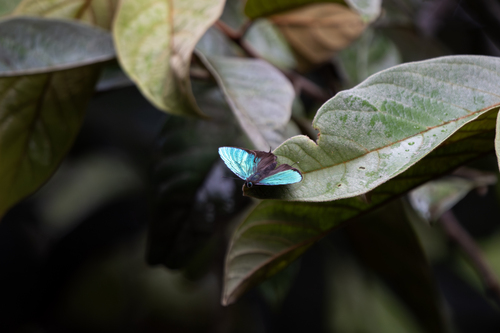 Doherty's Green Oakblue