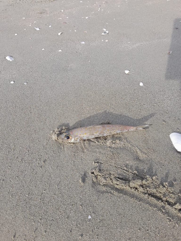 Blacktip cucumberfish (Paraulopus nigripinnis) — Paraulopidae