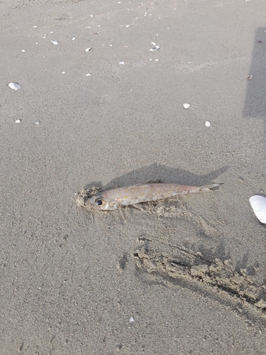 Blacktip cucumberfish (Paraulopus nigripinnis) — Paraulopidae