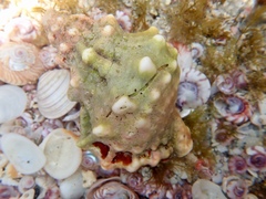Tutufa bufo