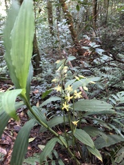 Cephalantheropsis obcordata