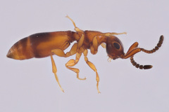 Megaspilidae