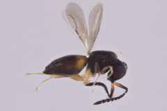 Ceraphronidae