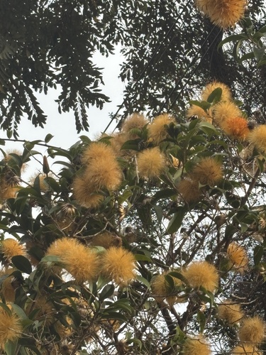 Stifftia chrysantha