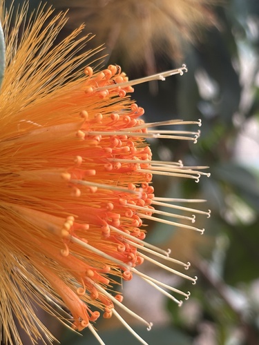 Stifftia chrysantha