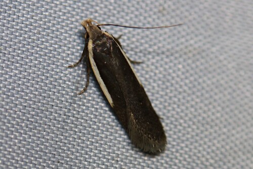 Nothris lemniscellus