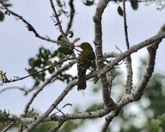 Oriolus flavocinctus