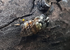 Copestylum tamaulipanum