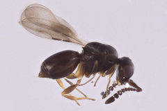 Ceraphronidae