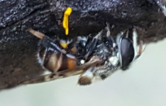 Copestylum tamaulipanum